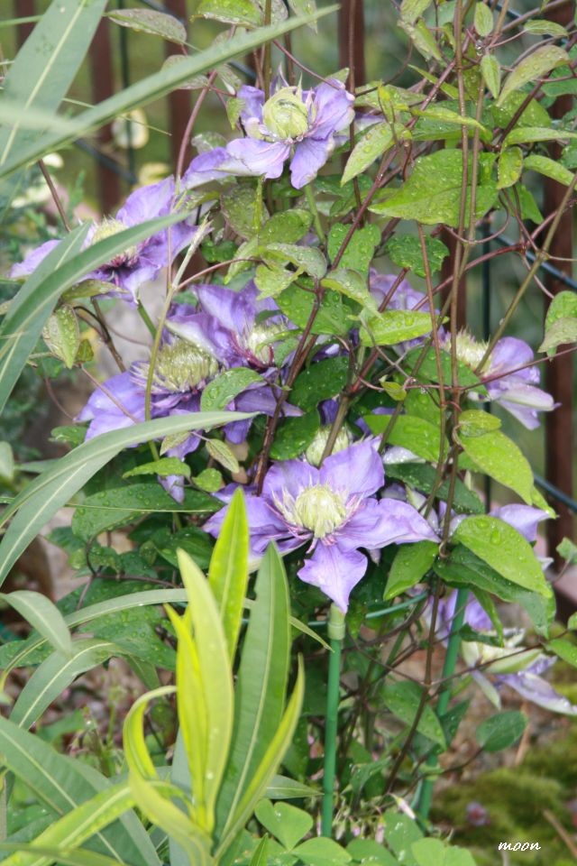 klematis